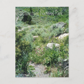 イエローストーン夏 ポストカード