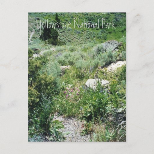 イエローストーン夏 ポストカード (正面)