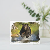 イエローストーン黒熊はがき ポストカード (スタンド正面)