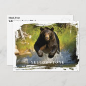 イエローストーン黒熊はがき ポストカード (正面/裏面)