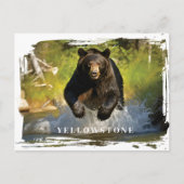イエローストーン黒熊はがき ポストカード (正面)