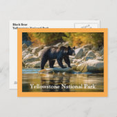 イエローストーン黒熊はがき ポストカード (正面/裏面)