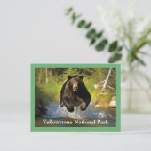 イエローストーン黒熊はがき ポストカード (スタンド正面)