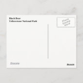 イエローストーン黒熊はがき ポストカード (裏面)