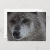 イエローストーン・ナショナル出身のウルフ ポストカード (正面/裏面)