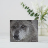 イエローストーン・ナショナル出身のウルフ ポストカード (スタンド正面)