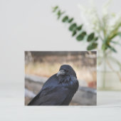 イエローストーン ポストカード (スタンド正面)