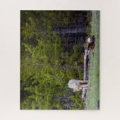 イエローストーン – 好奇心コヨーテ – 16x20 - 520個。 ジグソーパズル (縦)