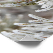 イエローストーン、松の凍っていコーンのクローズアップ ポスター (角)