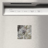 イエローストーン、松の凍っていコーンのクローズアップ マグネット (インサイチュ (食洗機))