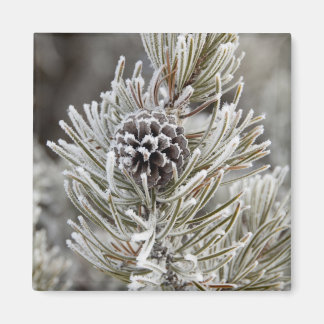 イエローストーン、松の凍っていコーンのクローズアップ マグネット