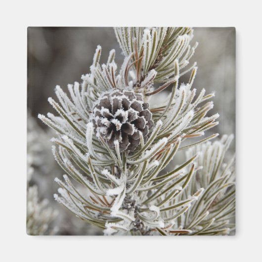 イエローストーン、松の凍っていコーンのクローズアップ マグネット (正面)