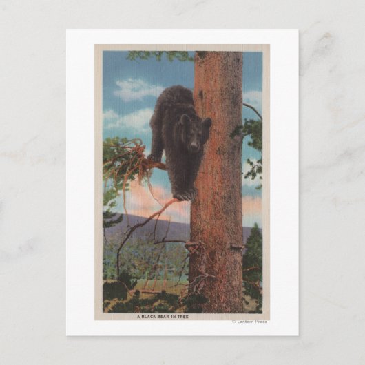 イエローストーン、Black Bear in Tree ポストカード (正面)