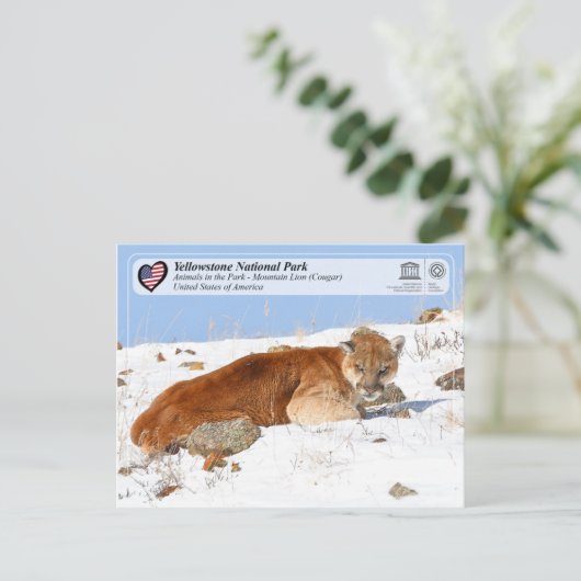 イエローストーンNPマウンテンライオン(クーガー) ポストカード (スタンド正面)