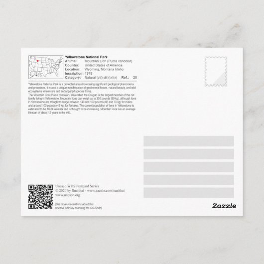 イエローストーンNPマウンテンライオン(クーガー) ポストカード (裏面)