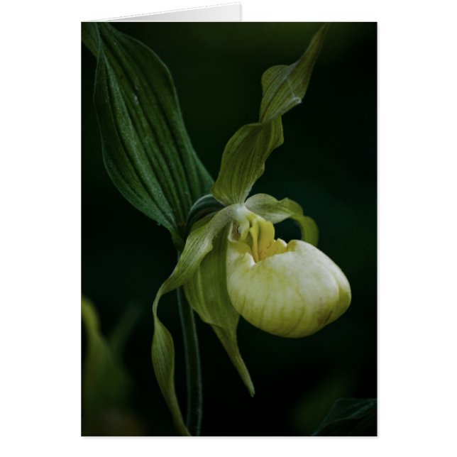 イエロースリッパカード (正面)