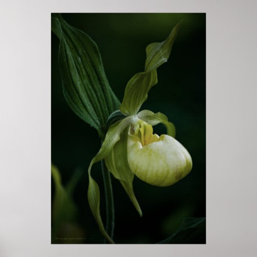 イエロースリッパプリント ポスター (正面)