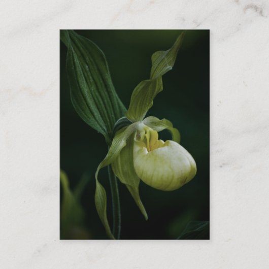 イエロースリッパミニプリント 名刺 (正面)