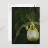 イエロースリッパー2 ポストカード (正面/裏面)