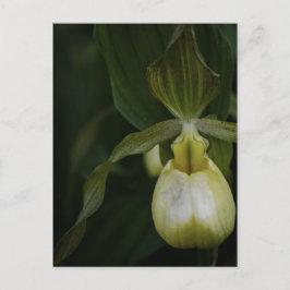 イエロースリッパー2 ポストカード