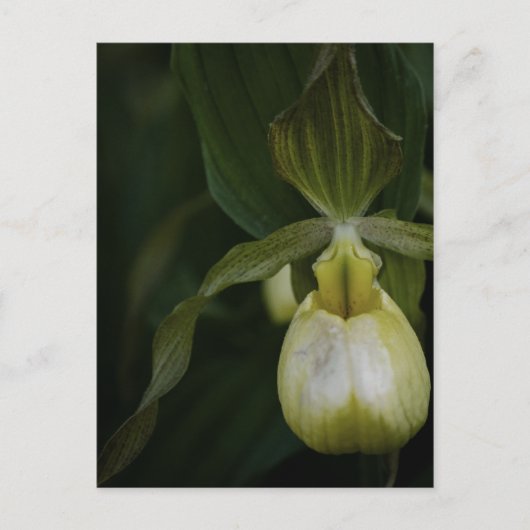 イエロースリッパー2 ポストカード (正面)