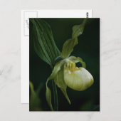 イエロースリッパ葉書 ポストカード (正面/裏面)