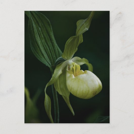 イエロースリッパ葉書 ポストカード (正面)