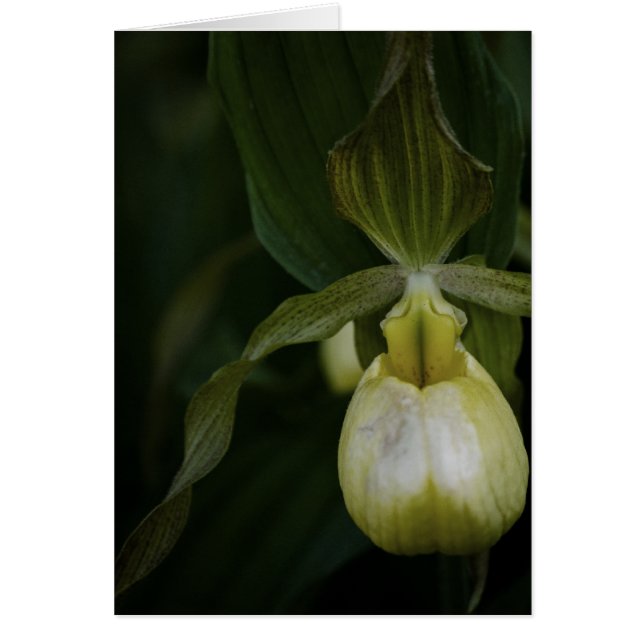 イエロースリッパ2カード (正面)