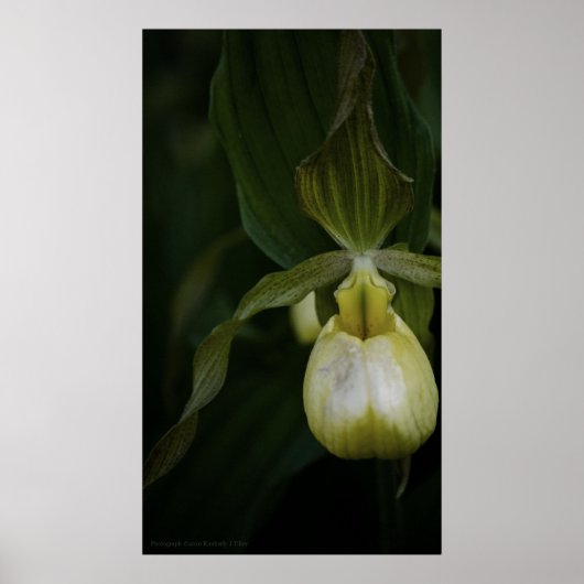 イエロースリッパ2プリント ポスター (正面)