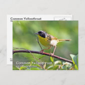 イエロースロートハガキ ポストカード (正面/裏面)