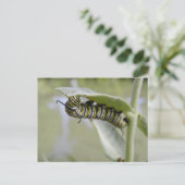 イエロースワローテールバタフライキャタピラ葉書 ポストカード (スタンド正面)