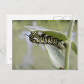 イエロースワローテールバタフライキャタピラ葉書 ポストカード (正面/裏面)
