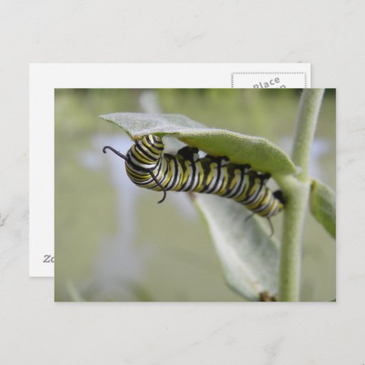 イエロースワローテールバタフライキャタピラ葉書 ポストカード (正面/裏面)