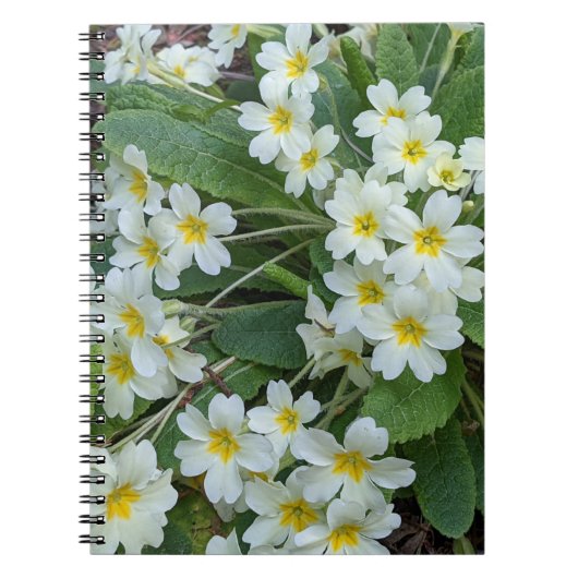 イエローセンター付きホワイトプリムローゼスフローラ ノートブック (正面)