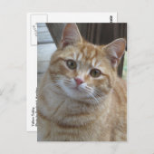 イエロータビー ポストカード (正面/裏面)