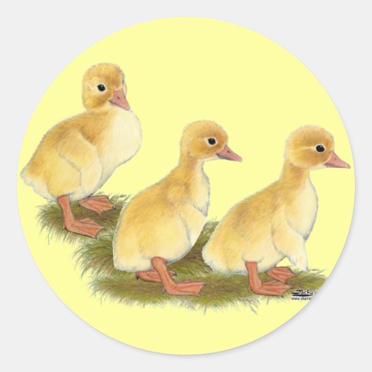 イエローダクリング ラウンドシール (正面)