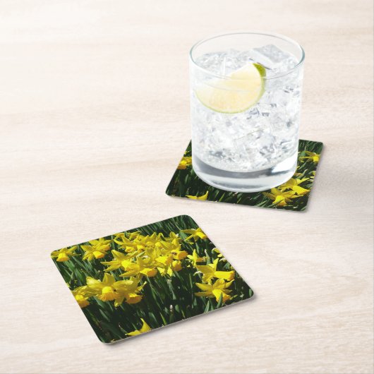 イエローダッフォジルスアイチーリー春の花 スクエアペーパーコースター (インサイチュ)