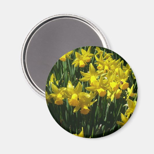 イエローダッフォジルスアイチーリー春の花 マグネット (正面/裏面)