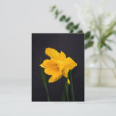 イエローダッフォディル シーズンカード (スタンド正面)