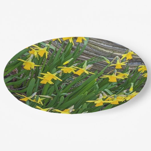 イエローダフォディル開花フローラ ペーパープレート (アングル)