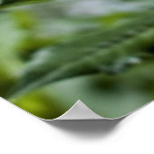 イエローダリアポスター ポスター (角)