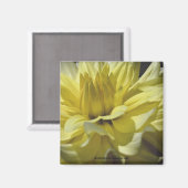 イエローダリアマクロ花写真磁石 マグネット (正面/裏面)