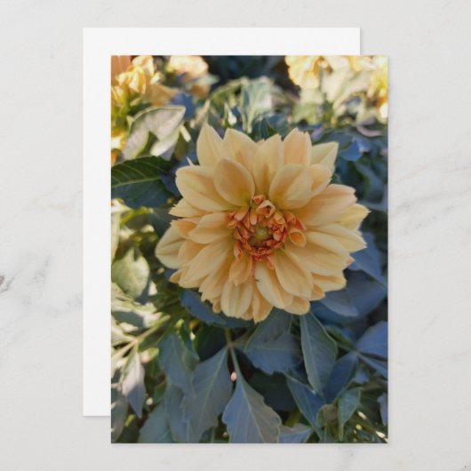 イエローダリア夏の花のグリーティ空白のングカード (正面/裏面)