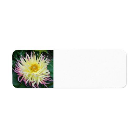 イエローダリア花 ラベル (正面)