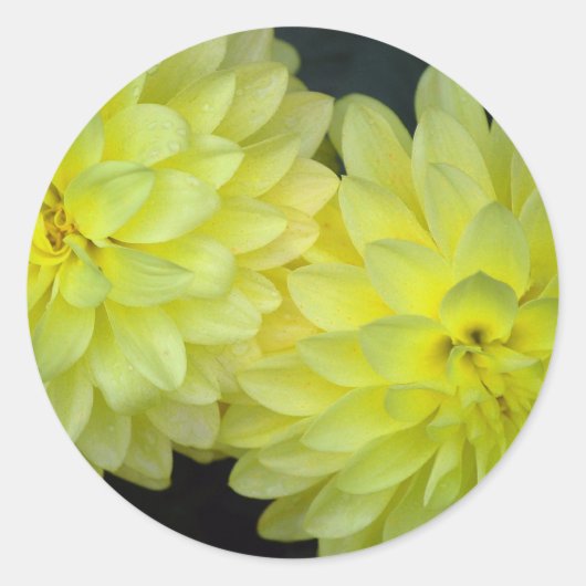 イエローダリア ラウンドシール (正面)