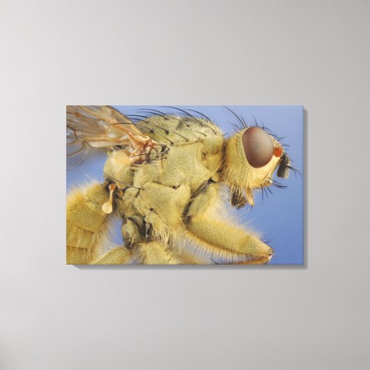 イエローダンフライ キャンバスプリント (正面)