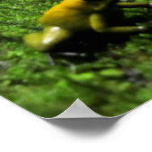 イエローダーツカエル ポスター (角)