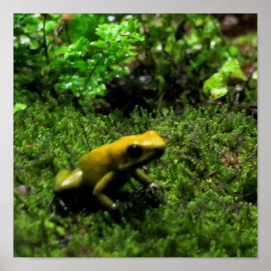 イエローダーツカエル ポスター (正面)