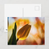 イエローチューリップクイックハローポストカード ポストカード (正面/裏面)