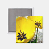 イエローチューリップ磁石 マグネット (正面/裏面)